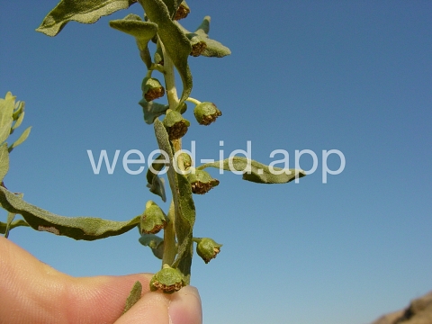 sumpweed, poverty